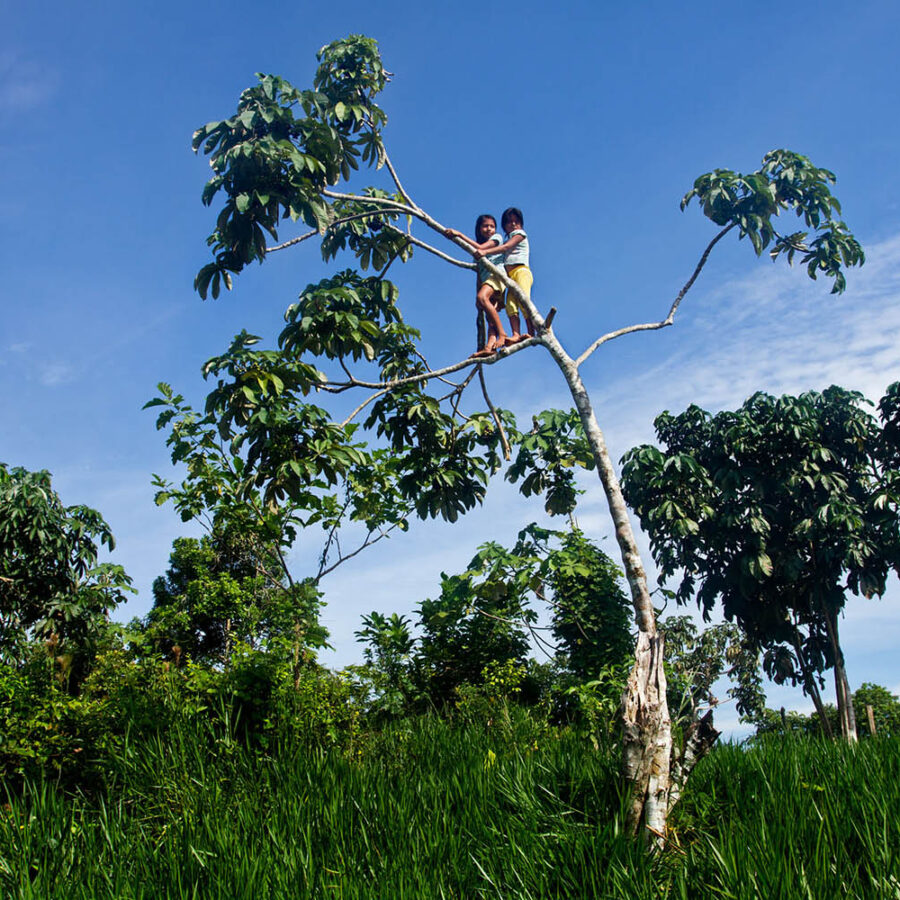 Dos niños sentados en una rama alta de un árbol con hojas verdes, sobre un fondo de cielo azul claro y más vegetación. Resumir estos datos Dos niños sentados en una rama alta de un árbol con hojas verdes, sobre un fondo de cielo azul claro y más vegetación. Activar la compatibilidad con el lector de pantalla PRI-30x20- Para habilitar la compatibilidad con lectores de pantalla, presiona ⌘+Opción+Z. Para más información sobre la combinación de teclas para acceso directo, presiona ⌘barra.
