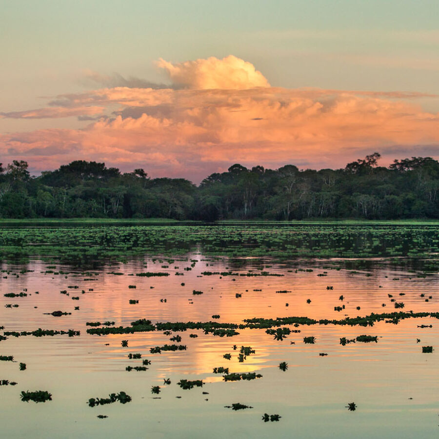 Paisaje al atardecer la Resera Nacional Pacaya Samiria. Loreto, Perú. El río en el horizonte con nubes rosadas y naranjas reflejándose en las aguas tranquilas acompañado de vegetación flotante.